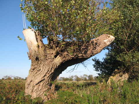 Knudshoved_2008_0026.JPG
