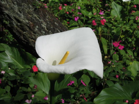 Madeira_2004_0029.JPG