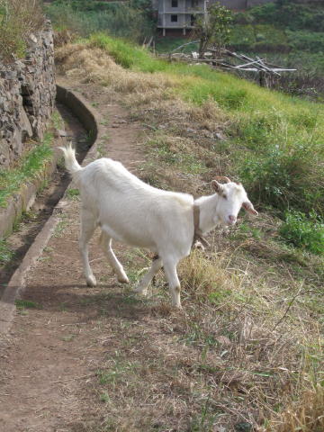 Madeira_2004_0035.JPG